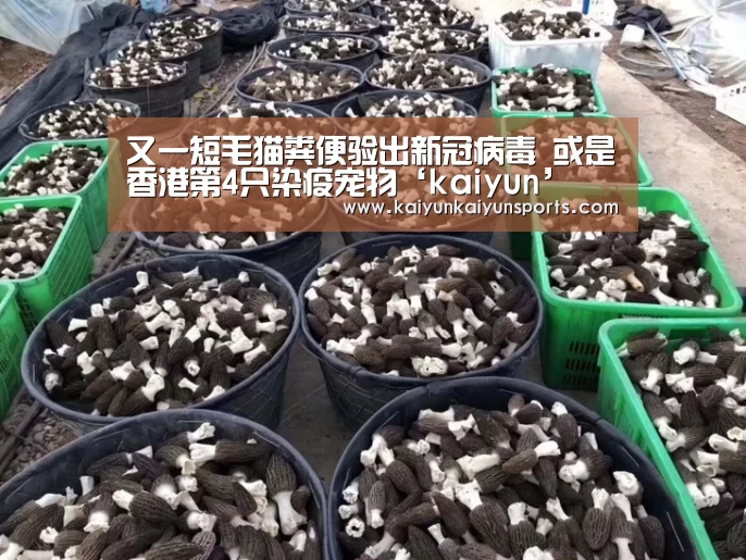 又一短毛猫粪便验出新冠病毒 或是香港第4只染疫宠物‘kaiyun’